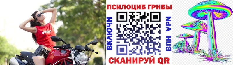 Псилоцибиновые грибы Cubensis  Тайга 
